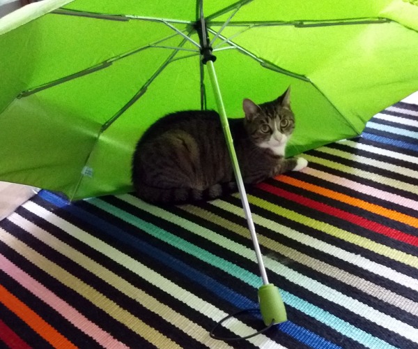 vihreä sateenvarjo on auki kuivumassa matolla, poika tottakai sen alle